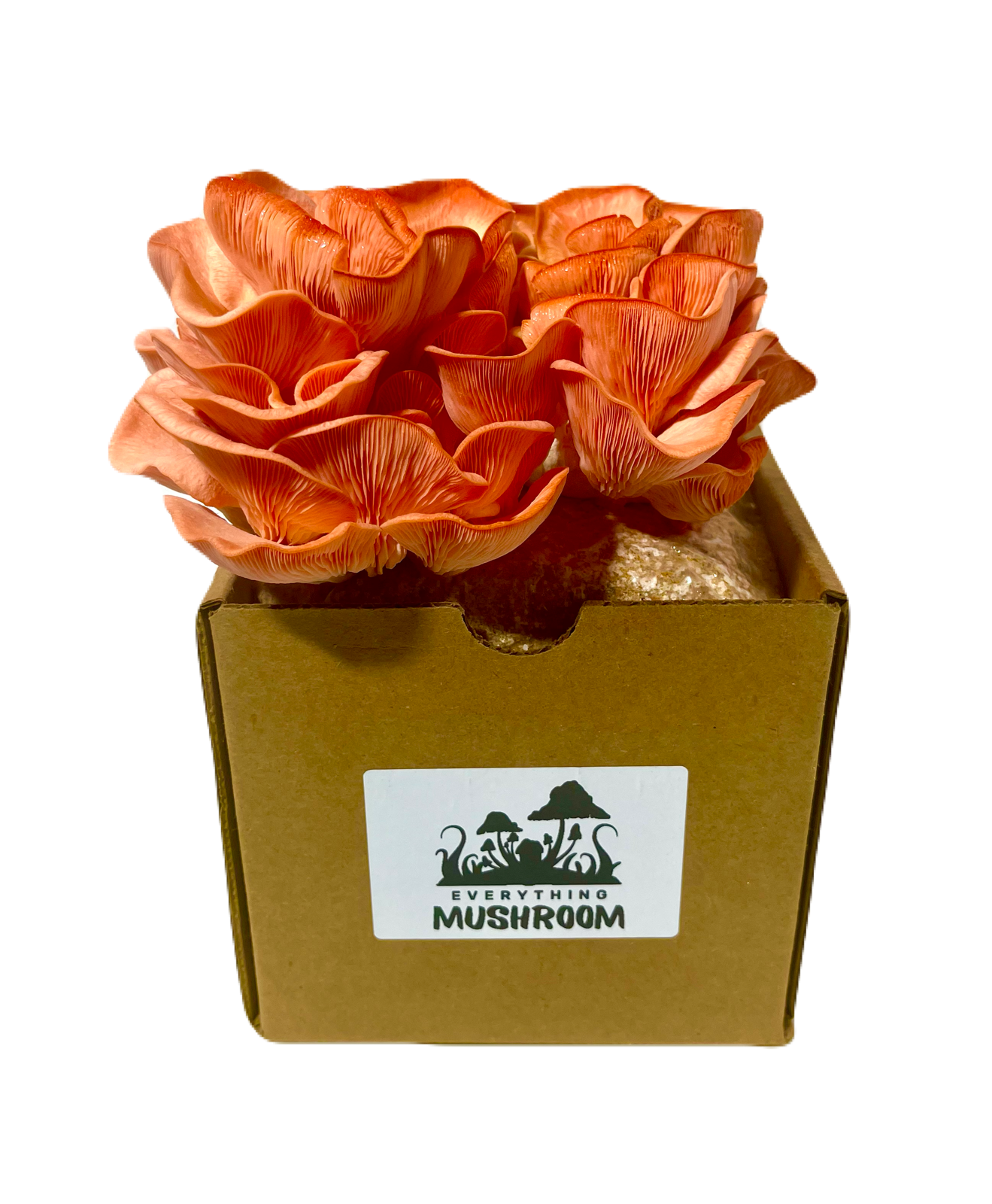 Pink Oyster Mushroom Grow kit - EverythingMushroom