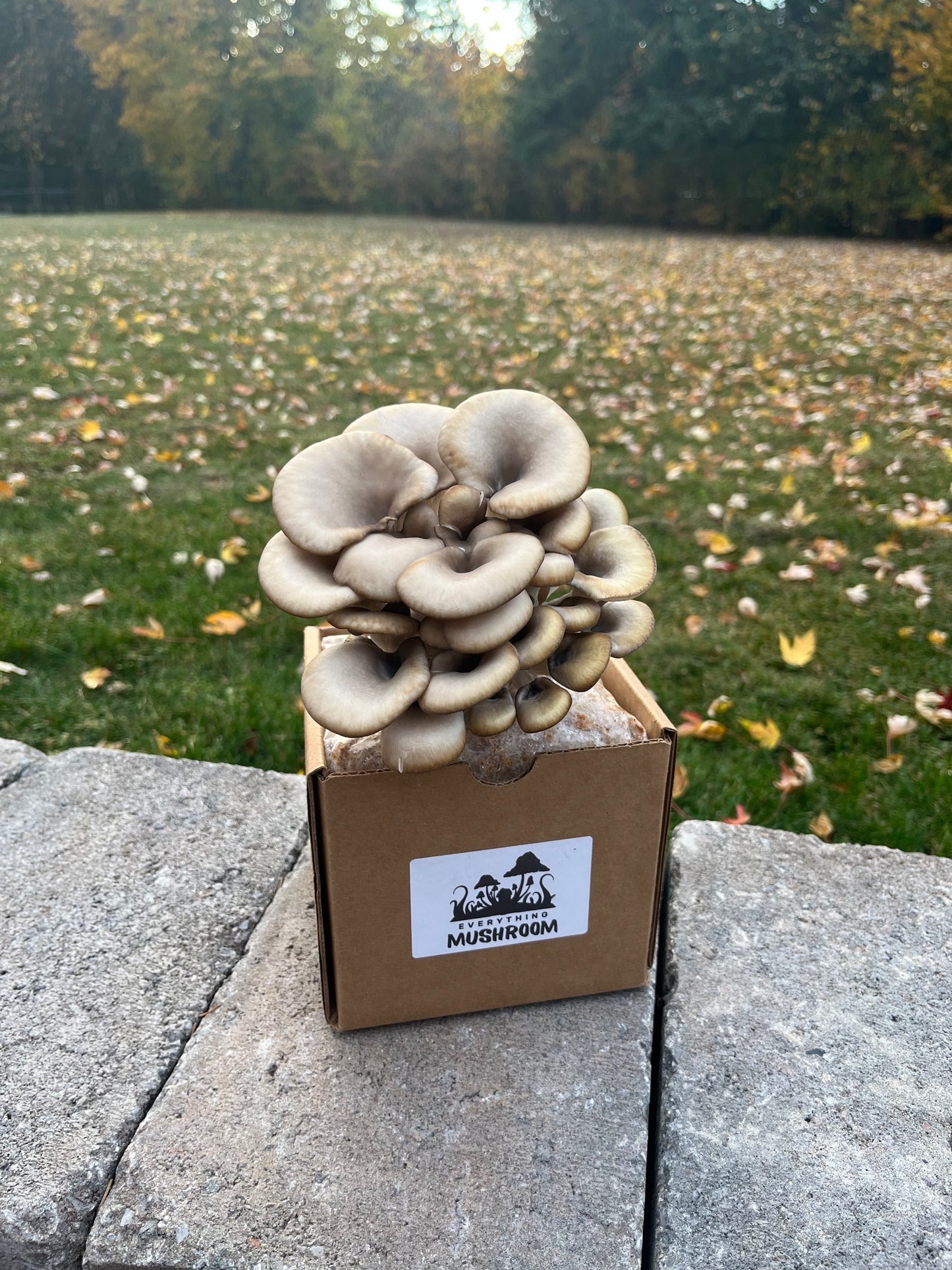 Blue Oyster Mushroom Grow Kit - EverythingMushroom