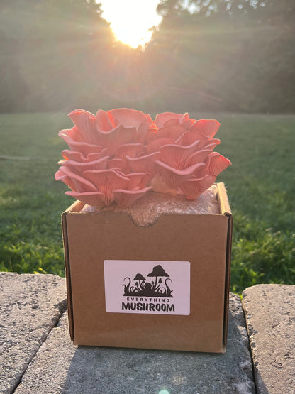 Pink Oyster Mushroom Grow kit - EverythingMushroom