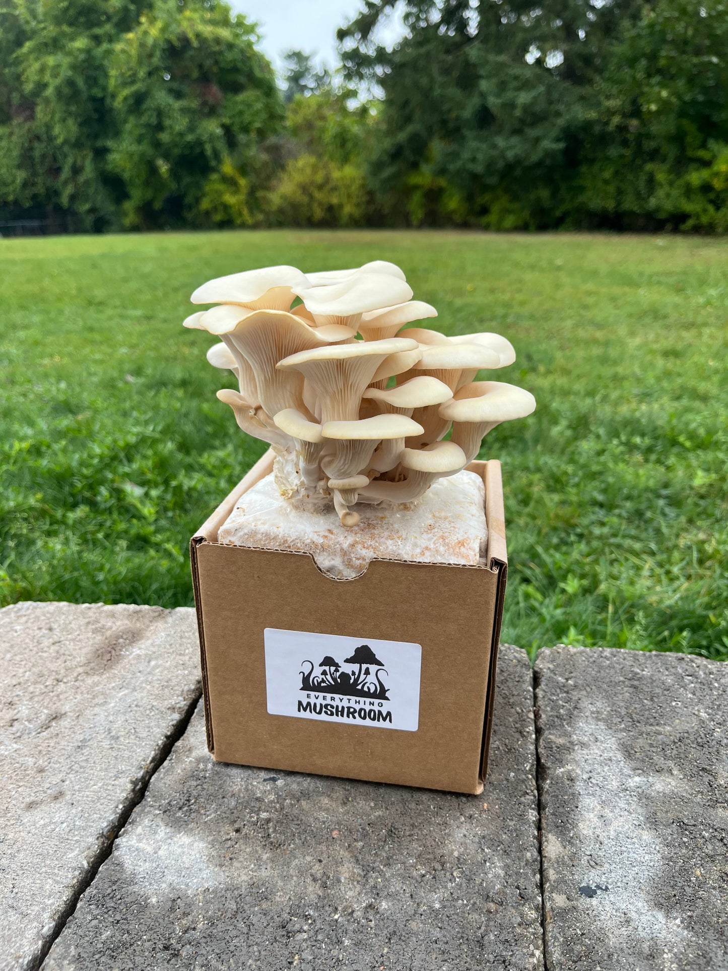 Elm Oyster Mushroom Grow Kit - EverythingMushroom