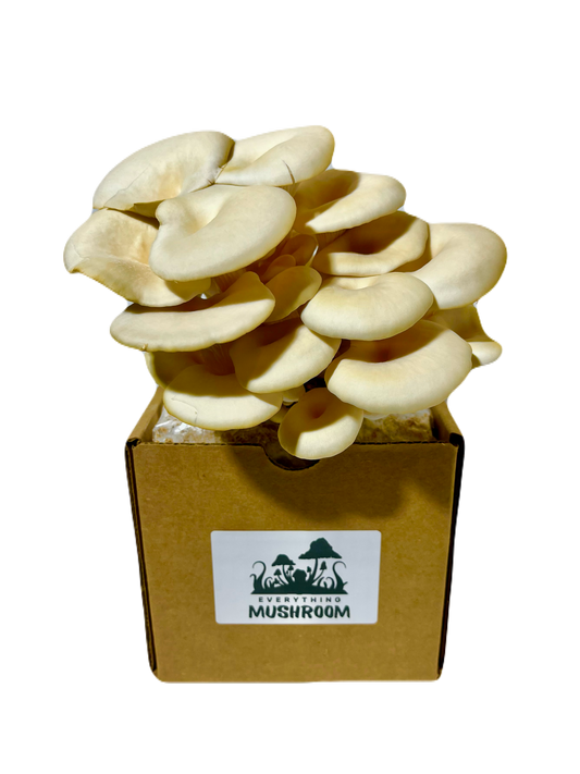 Elm Oyster Mushroom Grow Kit - EverythingMushroom