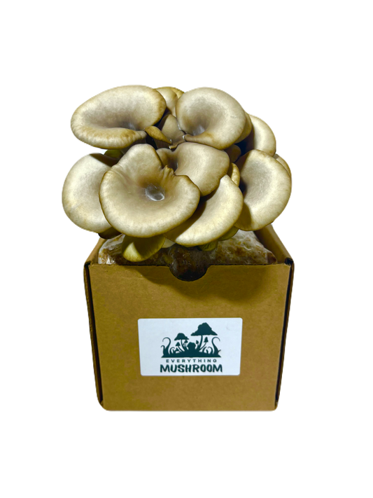 Blue Oyster Mushroom Grow Kit - EverythingMushroom